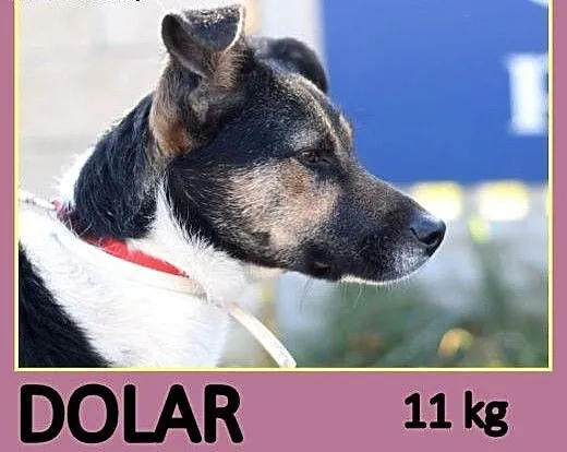 10 miesięczny szczeniak DOLAR, łagodny, towarzyski