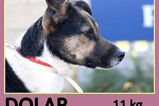 10 miesięczny szczeniak DOLAR, łagodny, towarzyski