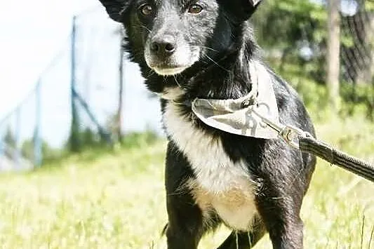 Rasti sunia porzucona przez człowieka, gdy najbard