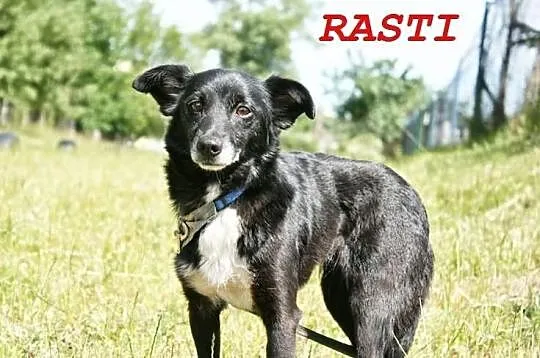 Rasti sunia porzucona przez człowieka, gdy najbard