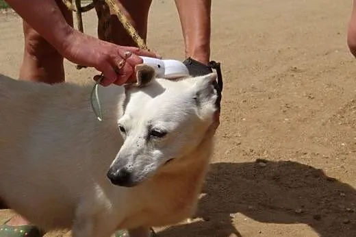 Sunia czeka od 8 lat w schronisku na domek odmień jej los adoptuj ją,  Kundelki cała Polska