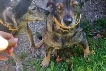 Piękna psia para szuka najlepszego domu,  kujawsko