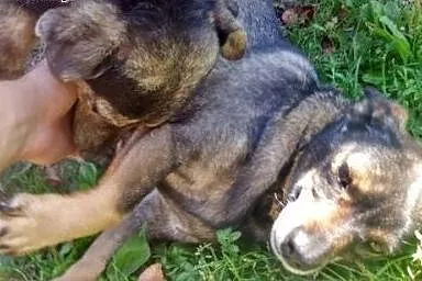Piękna psia para szuka najlepszego domu,  kujawsko