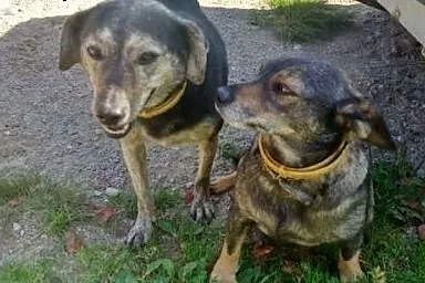 Piękna psia para szuka najlepszego domu,  kujawsko
