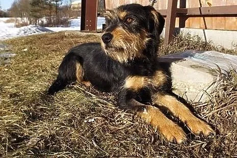 Młoda grzeczna suczka Fiona,  warmińsko-mazurskie Olsztyn