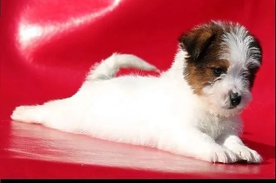 Jack Russell Terrier, najwyższej rasy,  Pozostałe , cała Polska