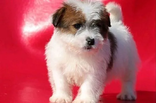Jack Russell Terrier, najwyższej rasy,  Pozostałe , cała Polska