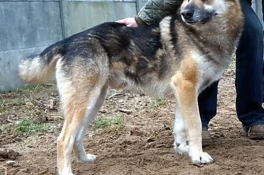 Czarek owczarek wypatruje domu ,  Kundelki cała Po