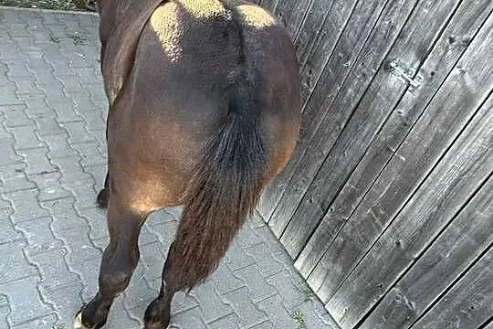 Sprzedam klacz źrebna z źrebakiem, Wielkopolskie, Krotoszyn