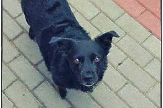 Czarna dama do adopcji :),  wielkopolskie Poznań