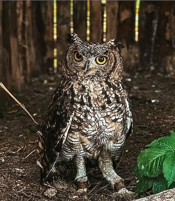 Sowa Puchacz Afrykański - Bubo Africanus - MŁODE 2025 !, Śląskie, Marklowice Górne