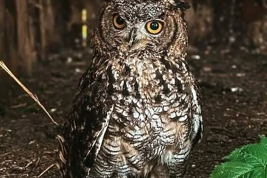 Sowa Puchacz Afrykański - Bubo Africanus - MŁODE 2025 !, Śląskie, Marklowice Górne