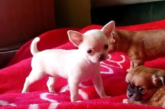 Chihuahua suczka biała i bezowa, Opolskie, Jasienica Dolna