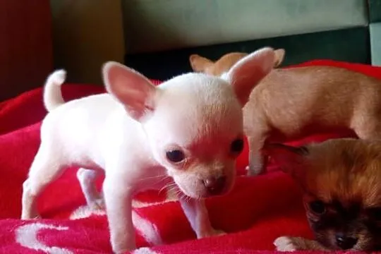 Chihuahua suczka biała i bezowa, Opolskie, Jasienica Dolna