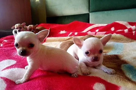 Chihuahua suczka biała i bezowa, Opolskie, Jasienica Dolna