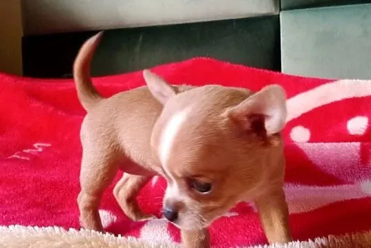 Chihuahua suczka biała i bezowa, Opolskie, Jasienica Dolna