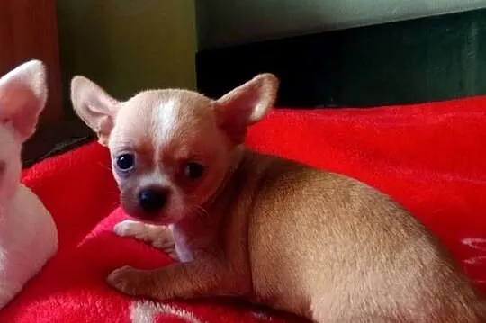 Chihuahua suczka biała i bezowa, Opolskie, Jasienica Dolna