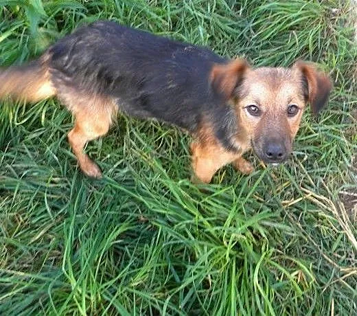 Pusia do adopcji, lubuskie Świebodzin