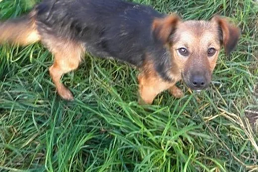 Pusia do adopcji,  lubuskie Świebodzin