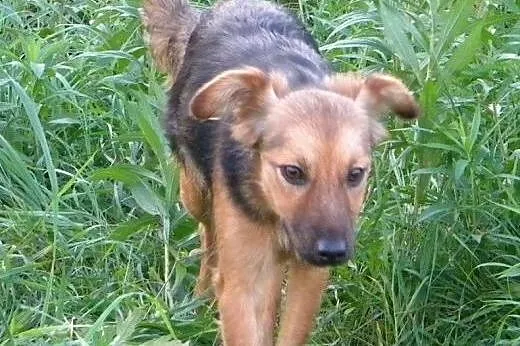 Pusia do adopcji,  lubuskie Świebodzin