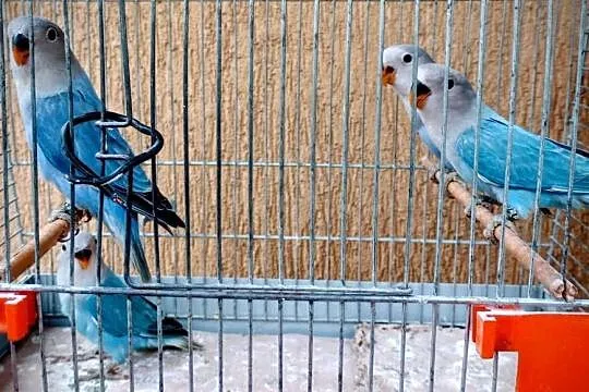 Młode nierozłączki