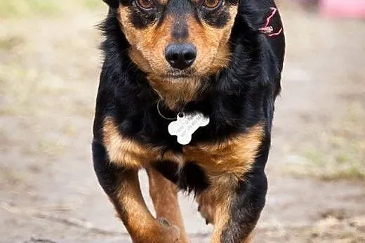 Lenka, urocza dwuletnia sunia,  mazowieckie Warsza