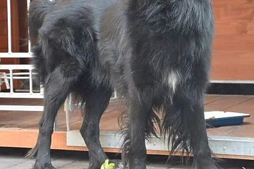 Max, cudny, kochany pies bardzo potrzebuje domu,  mazowieckie Warszawa