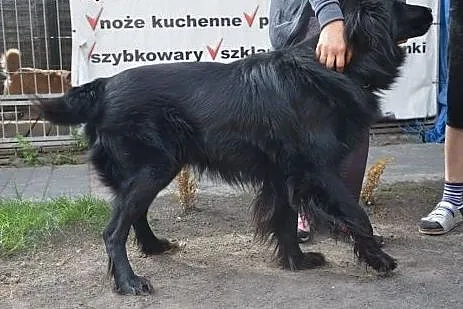 Max, cudny, kochany pies bardzo potrzebuje domu,  