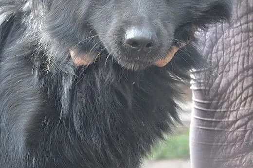 Max, cudny, kochany pies bardzo potrzebuje domu,  