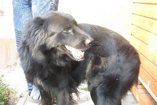 Max, cudny, kochany pies bardzo potrzebuje domu,  