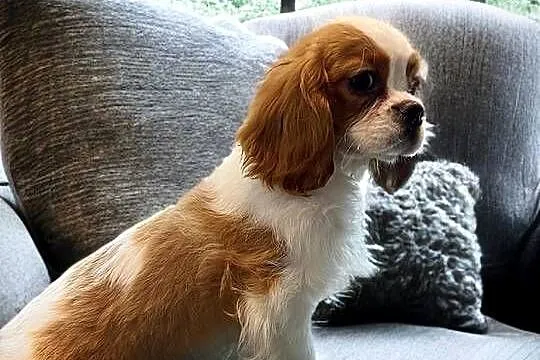 Piesek Cavalier King Charles Spaniel BLENHEIM, Małopolskie, Limanowa