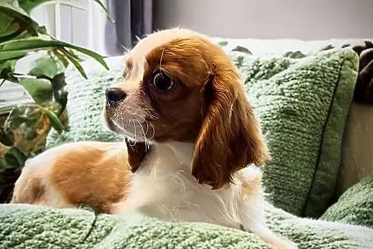Piesek Cavalier King Charles Spaniel BLENHEIM, Małopolskie, Limanowa