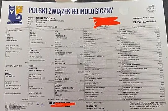 Kocur Kot Brytyjski po grand international champion i world champion, Mazowieckie, Ostrołęka