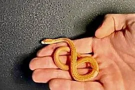 Młode Węże mahoniowe albino