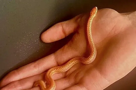 Młode Węże mahoniowe albino, Małopolskie, Kraków