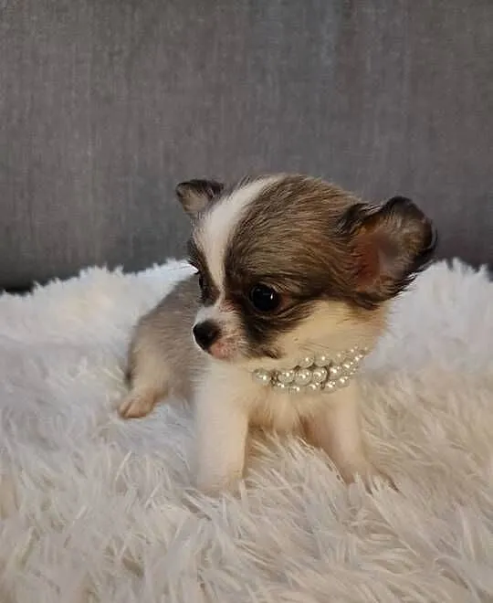 Chihuahua piekna dziewczynka suczka dlugowlosa, Kujawsko-pomorskie, Inowrocław