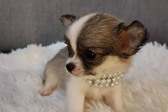 Chihuahua piekna dziewczynka suczka dlugowlosa, Kujawsko-pomorskie, Inowrocław