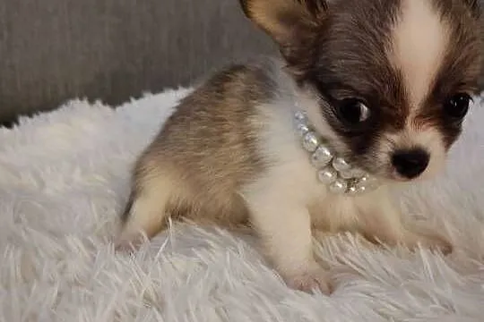 Chihuahua piekna dziewczynka suczka dlugowlosa, Kujawsko-pomorskie, Inowrocław