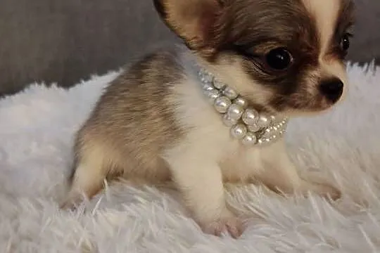 Chihuahua piekna dziewczynka suczka dlugowlosa, Kujawsko-pomorskie, Inowrocław