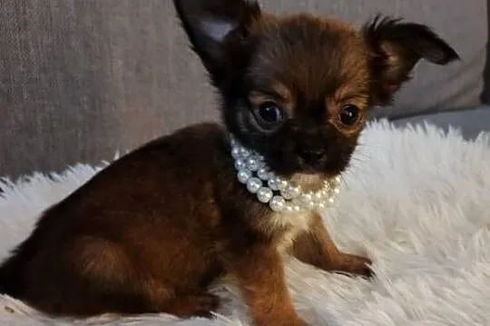 Chihuahua piekna dziewczynka suczka dlugowlosa, Kujawsko-pomorskie, Inowrocław