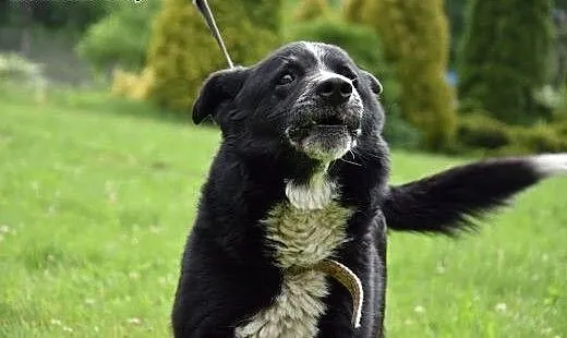 Niewielki, uroczy Zenek poleca się do adopcji, śl