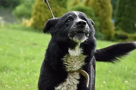 Niewielki, uroczy Zenek poleca się do adopcji,  śl