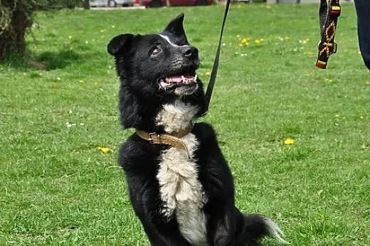 Niewielki, uroczy Zenek poleca się do adopcji,  śl