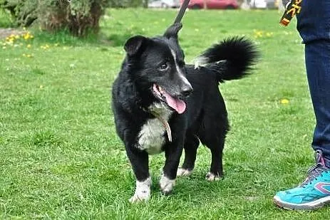 Niewielki, uroczy Zenek poleca się do adopcji,  śl