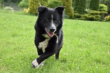 Niewielki, uroczy Zenek poleca się do adopcji,  śl
