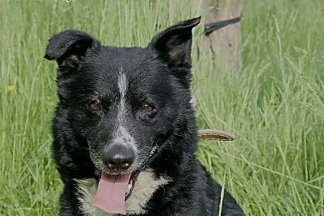 Niewielki, uroczy Zenek poleca się do adopcji,  śl