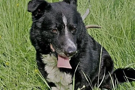 Niewielki, uroczy Zenek poleca się do adopcji,  śl