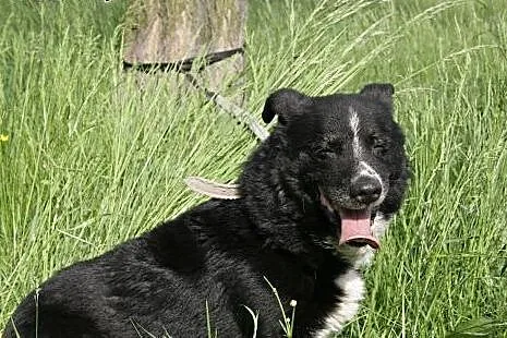 Niewielki, uroczy Zenek poleca się do adopcji,  śl