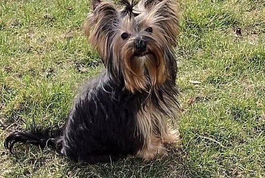Yorkshire terrier