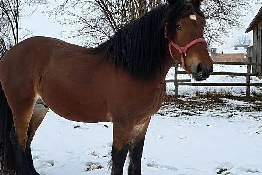 Sprzedam konie zimnokrwiste, Opolskie, Nowe Karmonki